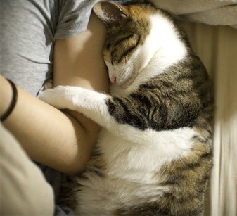 cute-cat-cuddle-sleep.jpg