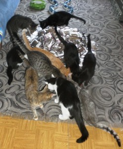 kapsicky3.jpg