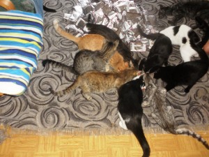 kapsicky4.jpg