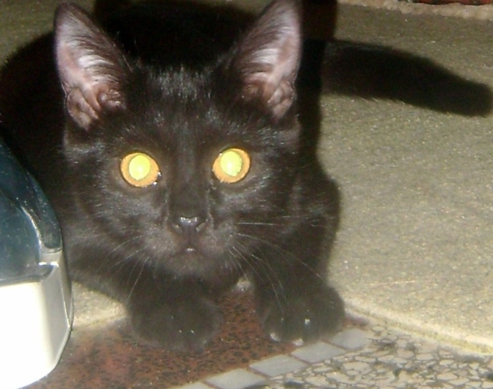 pic mladé černé kočičky velký zadek zralý anální sex