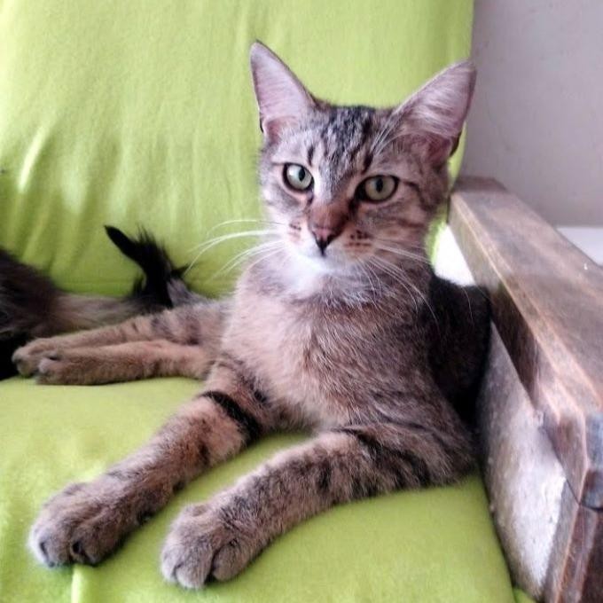 pata.jpg