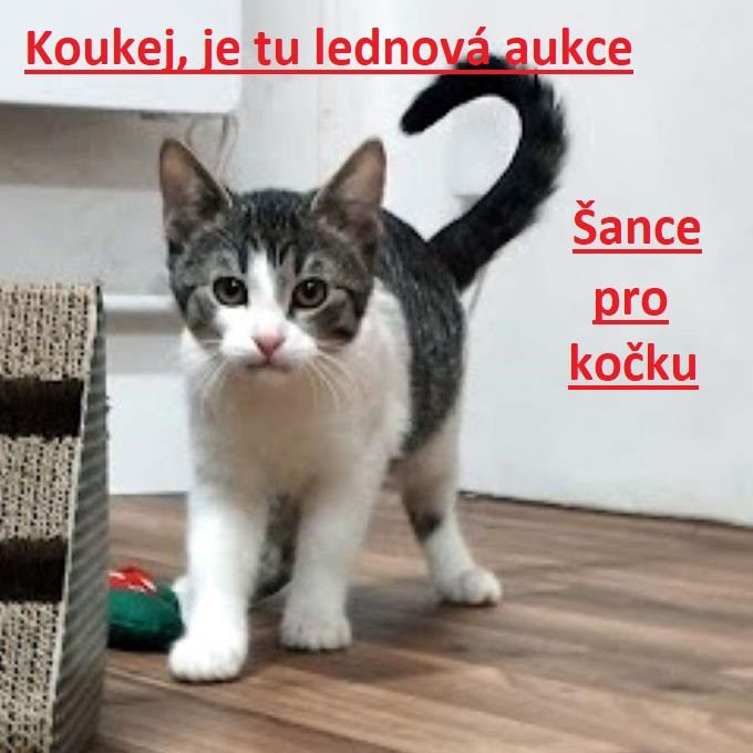 leden.jpg