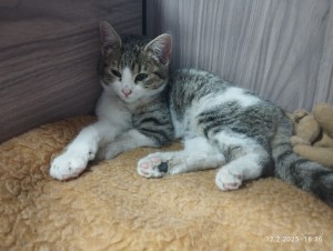 kote-hor.jpg